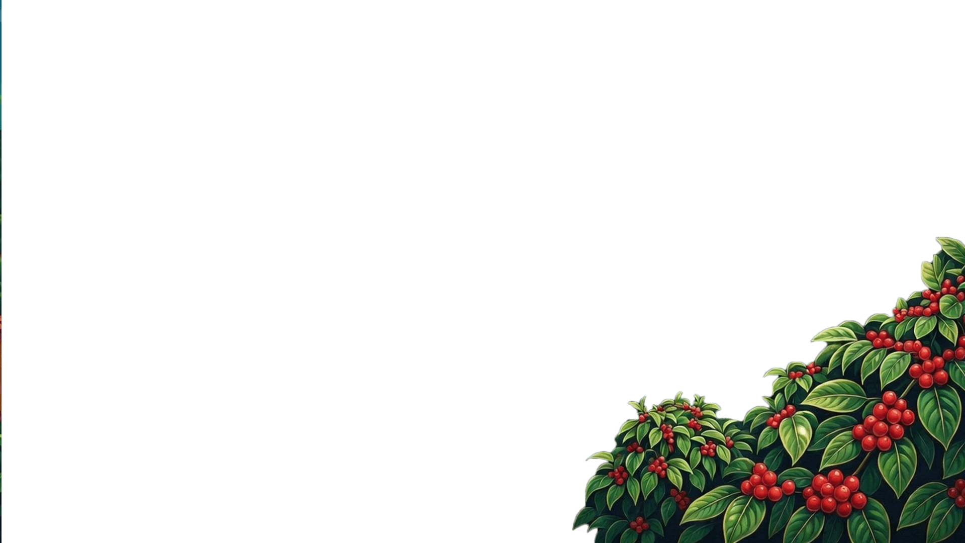 Closer foreground coffee plants